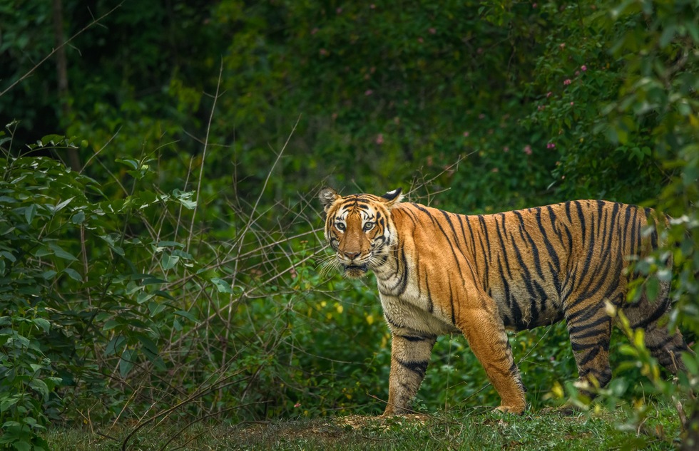 A tiger glares at Bandipur National Park in Karnatka, India