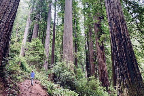 Redwood Trees: Where to Find Them, Hike Through Them, and Camp Under Them | Frommer's