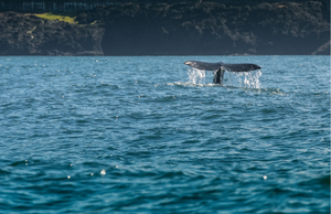 Oregon Coast road trip itinerary: Whale near Depoe Bay in Oregon