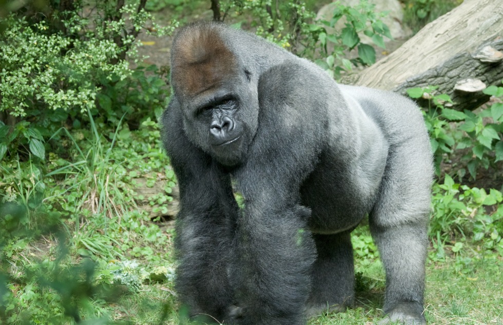 Gorilla at the Bronx Zoo in New York City