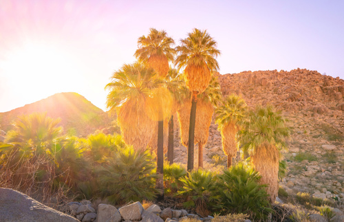 Drive California's Joshua Tree and Palm Springs Region with Our New Road Trip for Mobile Devices | Frommer's