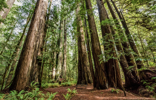 Hiking to the World’s Tallest Tree Could Get You a $5,000 Fine, Jail Time | Frommer's