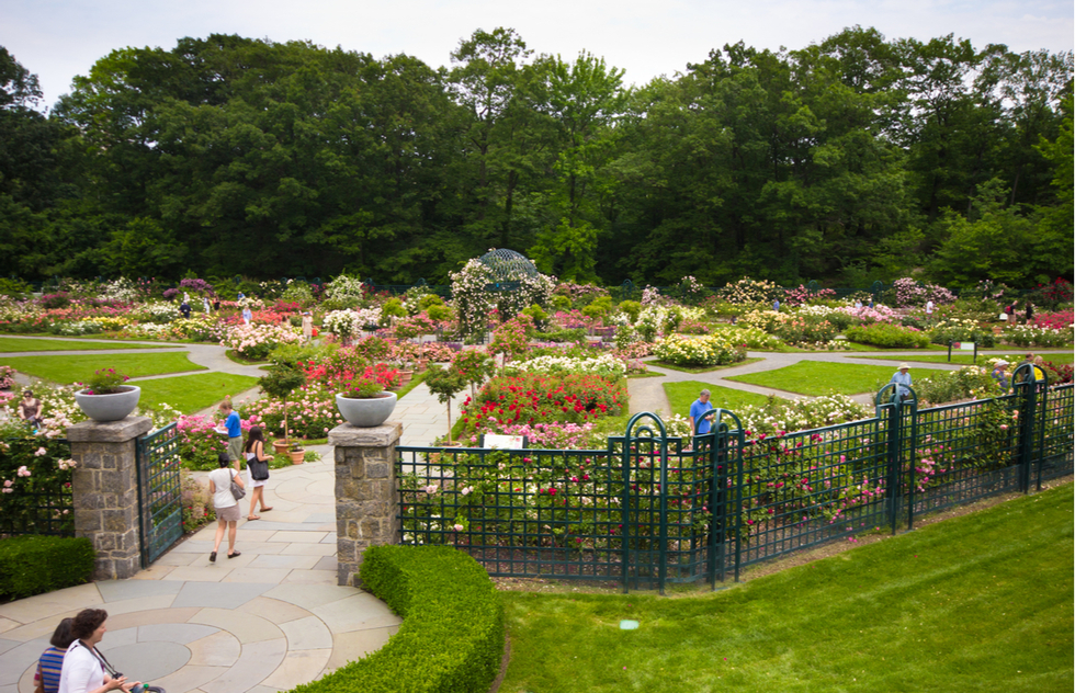 Rockefeller Rose Garden at the New York Botanical Garden in the Bronx