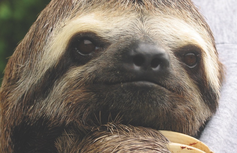 A three-toed sloth, resident of the Amazon region in South America
