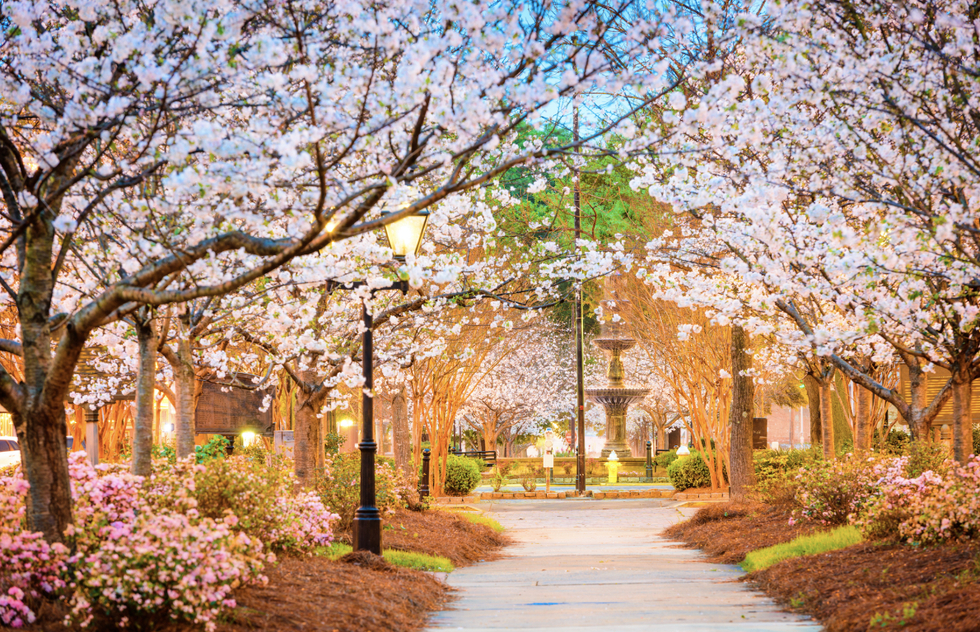 Cherry blossoms in Macon, Georgia