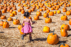 The pumpkin patch at Underwood Family Farms in Moorpark, CA